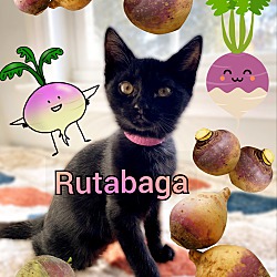 Photo of Rutabaga
