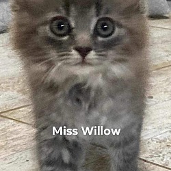 Thumbnail photo of Miss Willow #1