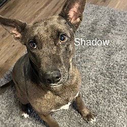 Photo of Shadow1