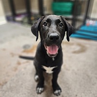 adopt a pet