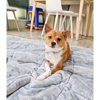 adopt-pet