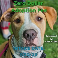 adopt a pet