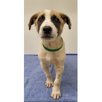 adopt-pet