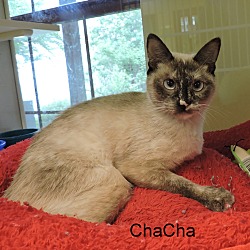 Thumbnail photo of ChaCha #1