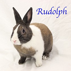 Thumbnail photo of Rudolph #1