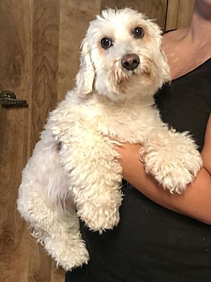 Temecula Ca Cockapoo Meet Buddy A Pet For Adoption