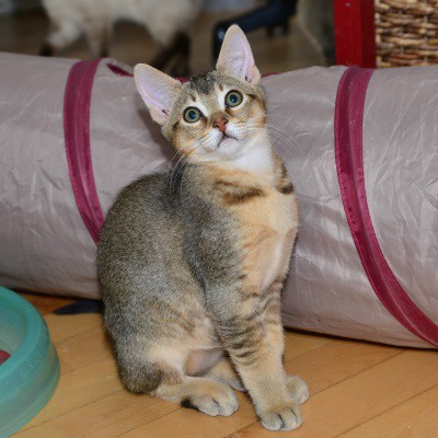 Davis Ca Abyssinian Meet Zeus A Pet For Adoption
