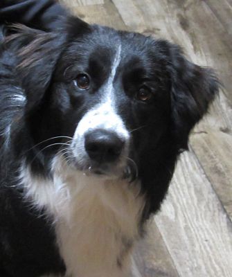 oh my border collies