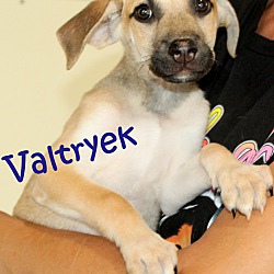 Thumbnail photo of Valtryek~adopted! #4