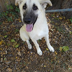 Photo of Bailey