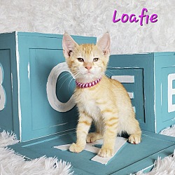 Photo of Loafie