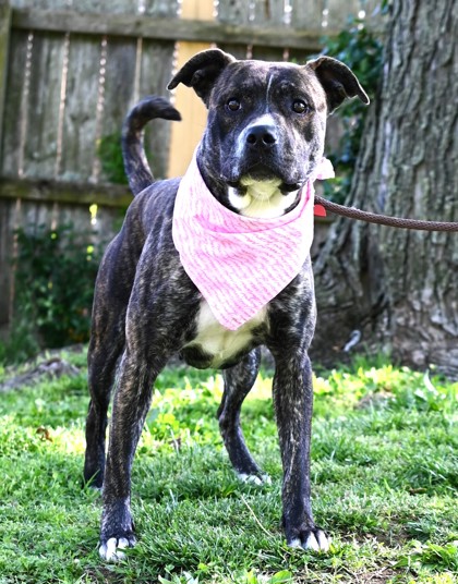 Photo of Coco (Main Campus- Waived Adoption Fee)