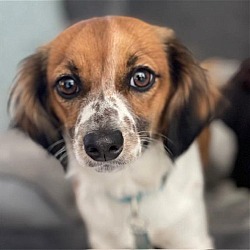 Photo of Puppy Alfie  -  San Diego