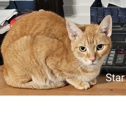 Thumbnail photo of Starry (Star) #1