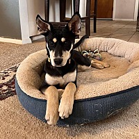 adopt a pet