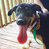 adopt a pet
