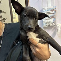 adopt a pet