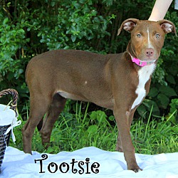 Thumbnail photo of Tootsie ~ meet me! #4