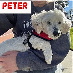 Photo of Peter