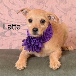 Photo of Latte