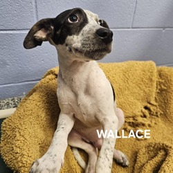 Thumbnail photo of Wallace #4