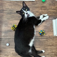 adopt a pet