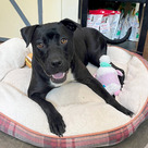 Adopt A Pet :: Virgil - Versailles, KY