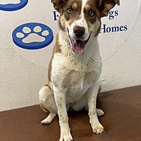 adopt a pet