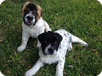 saint bernard blue heeler mix