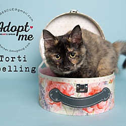 Thumbnail photo of Torti Spelling #1