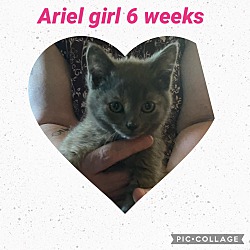 Thumbnail photo of Ariel #2