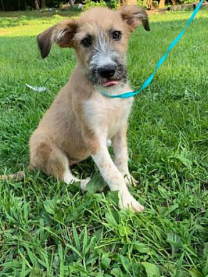 PRINCETON, KY - Labradoodle/Great Pyrenees. Meet BEVERLY/ADOPTED a Pet ...