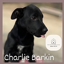 Photo of Charlie Barkin