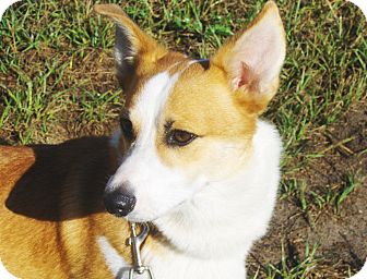 Jacksonville, FL - Corgi. Meet Dwight a Pet for Adoption.