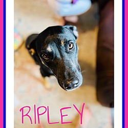 Photo of Ripley - COURTESY LISTING
