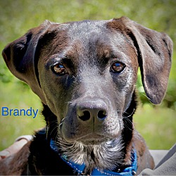 Photo of Brandy ~ meet me!