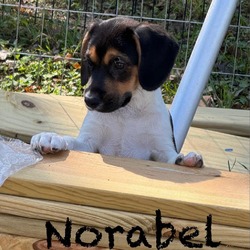 Thumbnail photo of Norabel beagle #4