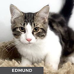 Thumbnail photo of Edmund #2