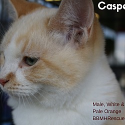 Thumbnail photo of Casper #2