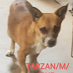 Photo of TARZAN