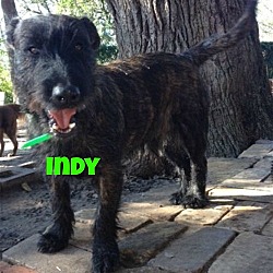 Thumbnail photo of INDY PC #1