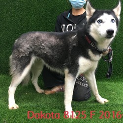 Thumbnail photo of Dakota 8125 #3
