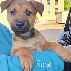 Photo of Sage Adoption Pending