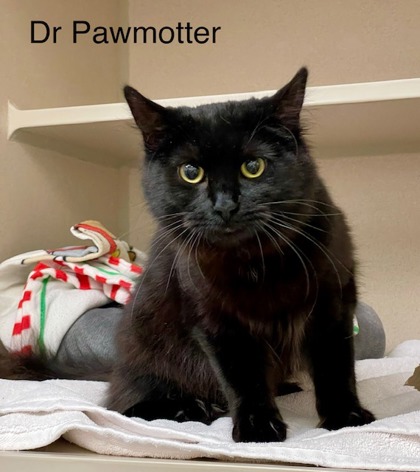 Photo of Dr. Pawmotter