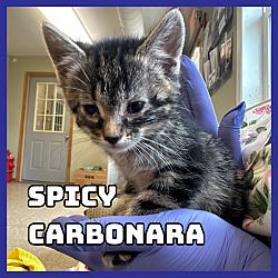 Photo of Spicy Carbonara
