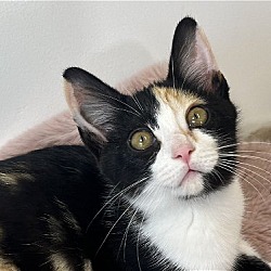 Photo of Shyla - SEE ME @ PETCO!