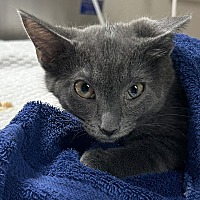 adopt a pet
