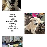 adopt-pet