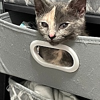 adopt a pet