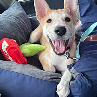 adopt a pet